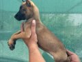 Irk ve sağlık garantili belçika malinois yavrularım
