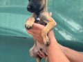 Irk ve sağlık garantili belçika malinois yavrularım