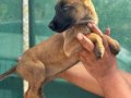 Irk ve sağlık garantili belçika malinois yavrularım