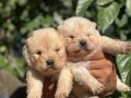 IRK VE SAĞLIK GARANTİLİ CHOW CHOW(çin aslanı) yavrularım
