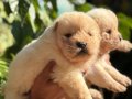 IRK VE SAĞLIK GARANTİLİ CHOW CHOW(çin aslanı) yavrularım