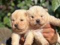 IRK VE SAĞLIK GARANTİLİ CHOW CHOW(çin aslanı) yavrularım
