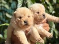 IRK VE SAĞLIK GARANTİLİ CHOW CHOW(çin aslanı) yavrularım