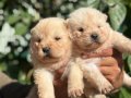IRK VE SAĞLIK GARANTİLİ CHOW CHOW(çin aslanı) yavrularım