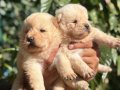 IRK VE SAĞLIK GARANTİLİ CHOW CHOW(çin aslanı) yavrularım