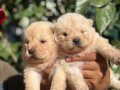 IRK VE SAĞLIK GARANTİLİ CHOW CHOW(çin aslanı) yavrularım