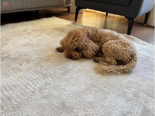 3 Yaşında Erkek  full eğitimli