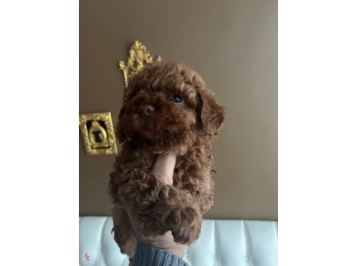 Üst duzey toy poodle yavrular