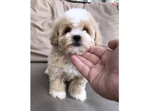F2 gerçek Maltipoo yavrular 