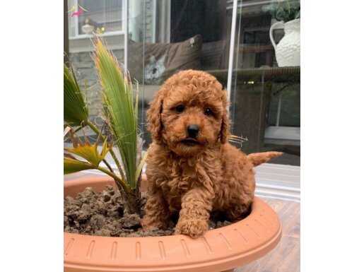 Toy poodle ın en iyisini arayanlara