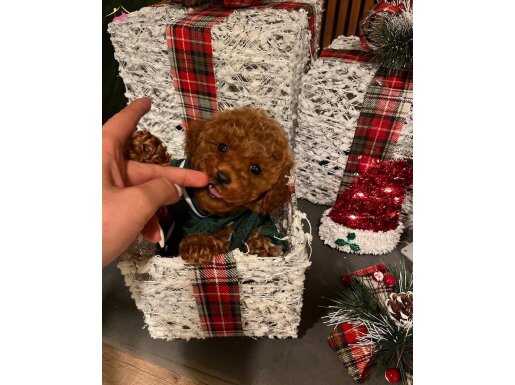 KORE YILBAŞI BEBEĞİ