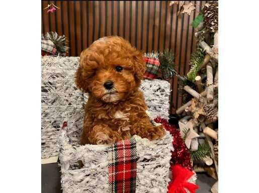 ORGINAL ANNE BABADAN KİLO GARANTİLİ MALTİPO YAVRULARIMIZ 