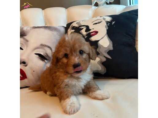 Çift renk özel Maltipoo yavruları