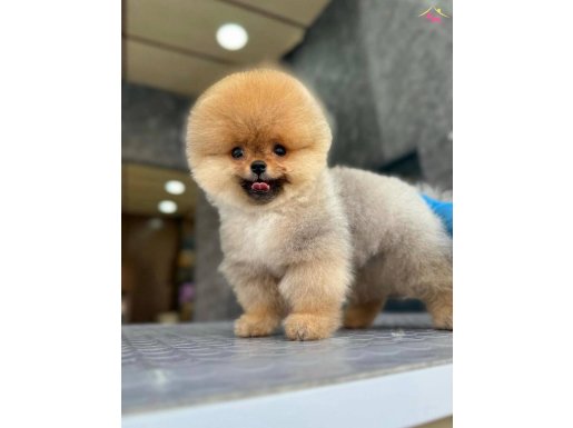 Ayı surat Boo yavrularımız