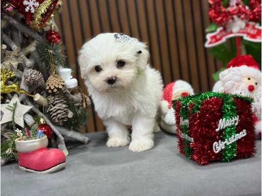 ETKİLEYİCİ MALTESE YAVRUSU