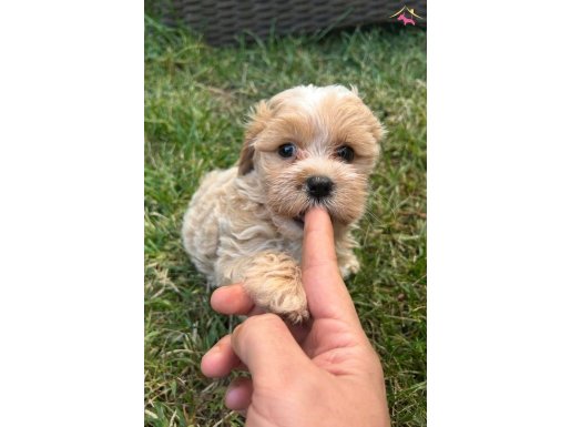 Kore Gold Maltipoo 