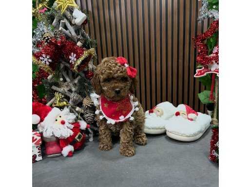Oyuncak Toy Poodle yavrularımız