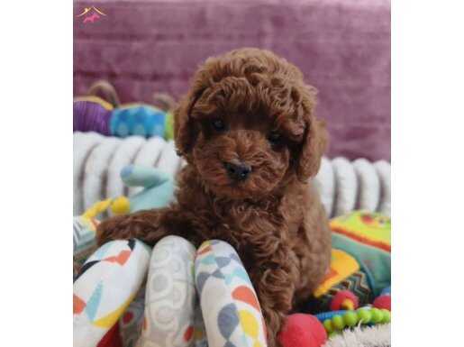 Gerçek toy poodle yavrular