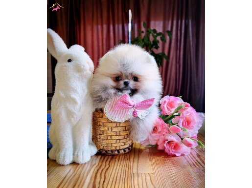 Ayı surat orjinal Boo yavrular