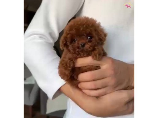 Kuyruksuz teacup Kore poodle yavrular Tr nin en güzeli