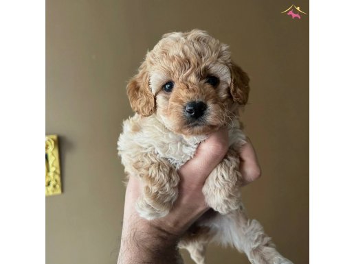 Bebek yüz 0 numara Maltipoo yavrular