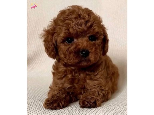 En iddialı kore yavrular