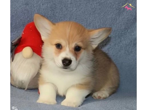 Kraliyet köpeği kuyruksuz Pembrock yavrumuz