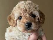 Bebek yüz 0 numara Maltipoo yavrular