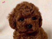 En iddialı kore yavrular