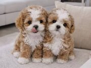 En iyi kore maltipoo yavrular