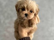 En iyi kore maltipoo yavrular