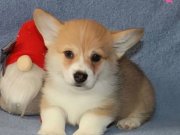 Kraliyet köpeği kuyruksuz Pembrock yavrumuz