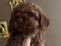 Üst duzey toy poodle yavrular