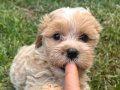 Kore Gold Maltipoo 