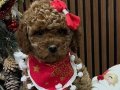 Oyuncak Toy Poodle yavrularımız