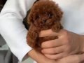 Kuyruksuz teacup Kore poodle yavrular Tr nin en güzeli