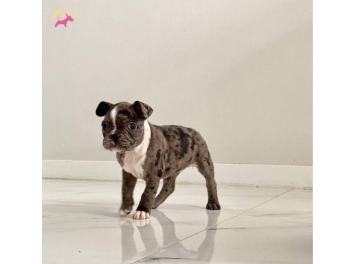 10 haftalık Dişi Merle Fransız Bulldog Yavrusu