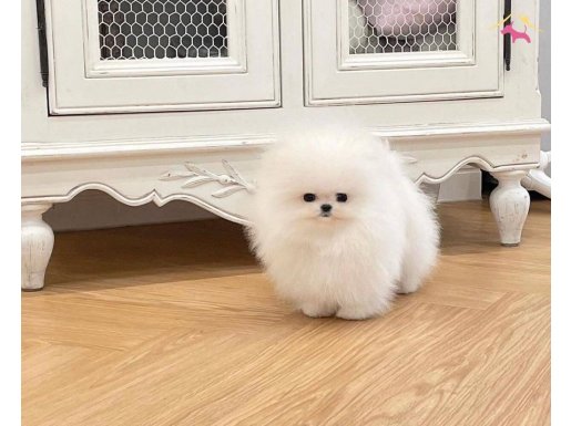 Secereli tescilli guzellik -ShowPuppy
