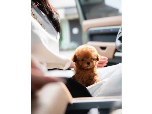 MİNİ BOY POODLE YAVRULAR