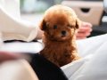 MİNİ BOY POODLE YAVRULAR