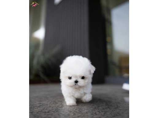 Secereli TeaCup Maltese bebekler