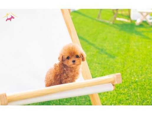 Secereli Tea Cup Poodle bebeklerirkin 