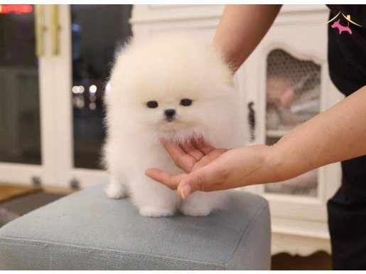 Ayı surat pomeranian bebekler