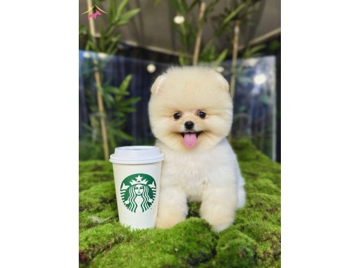 Ayı surat pomeranian bebekler