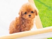 Secereli Tea Cup Poodle bebeklerirkin 