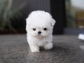 Secereli TeaCup Maltese bebekler