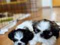 Sağlık irk garantili shih tzu