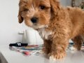 65 günlük maltipoo yavrumuz