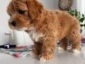 65 günlük maltipoo yavrumuz