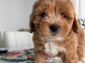 65 günlük maltipoo yavrumuz